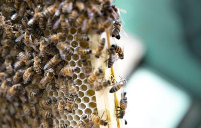 Foto van een honingraat met bijen
