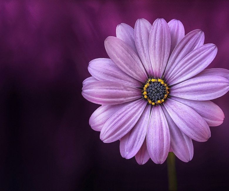Paarse bloem