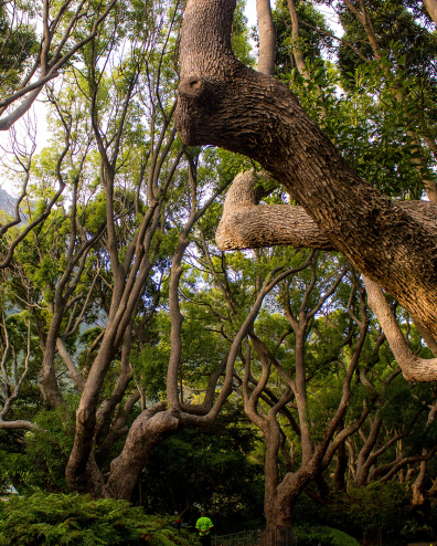 Woud van goede bedoelingen
